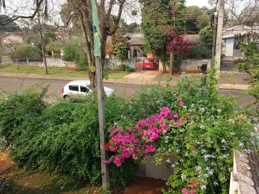Flores